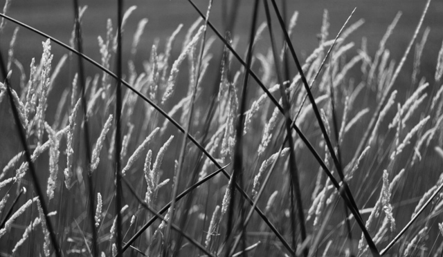grass-&-reeds-2.jpg