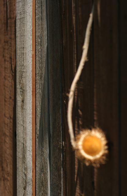dried-flower-1.jpg
