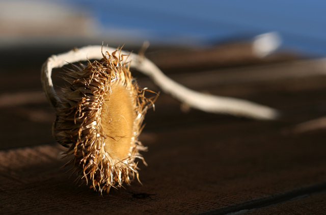 dried-flower-4.jpg