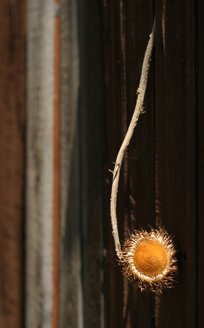 dried-flower-5.jpg
