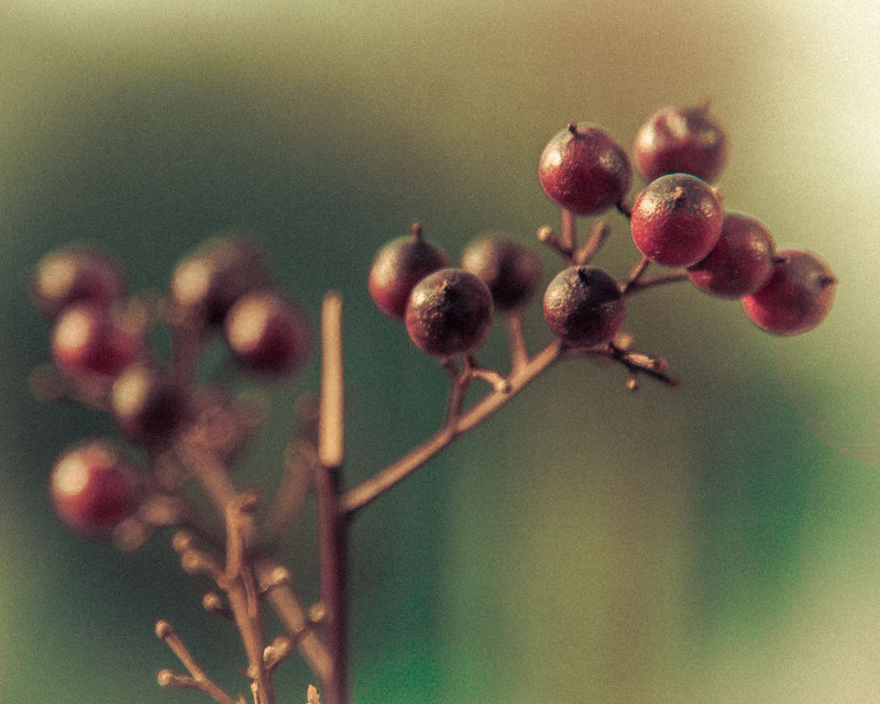 Berry "Appy tank you!