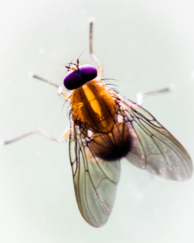 Fruitfly