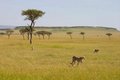 Masai Mara