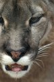 Hungry Puma