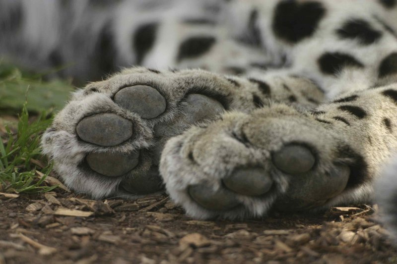 Feet