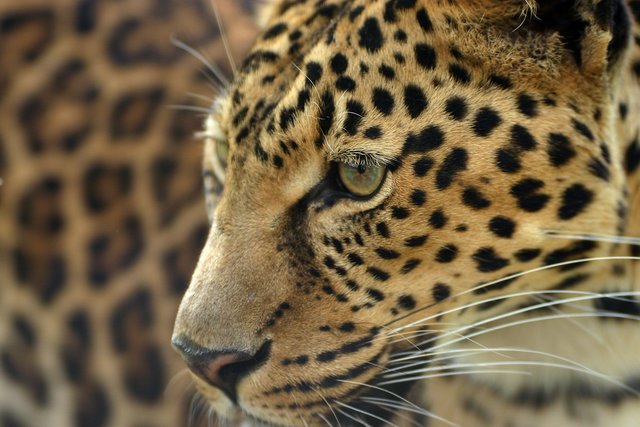 Leopard