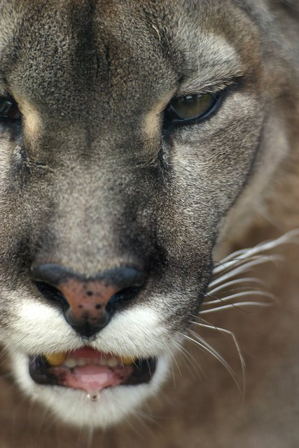 Hungry Puma