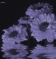 Flowershop2.jpg