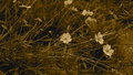 Wildflowers