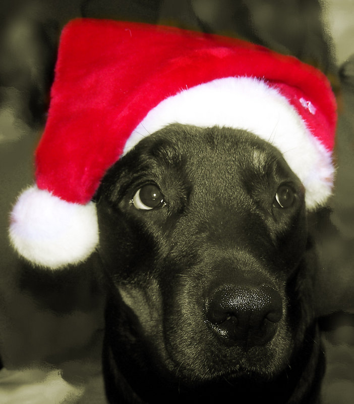 2004 XMAS Card