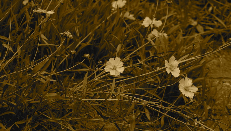 Wildflowers