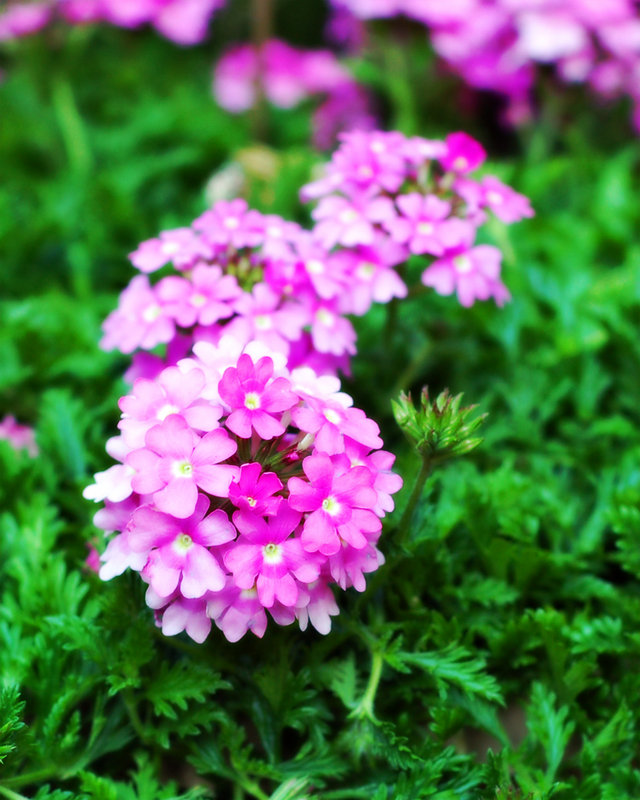 pinkflower.jpg