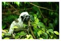Cotton Top Tamarin