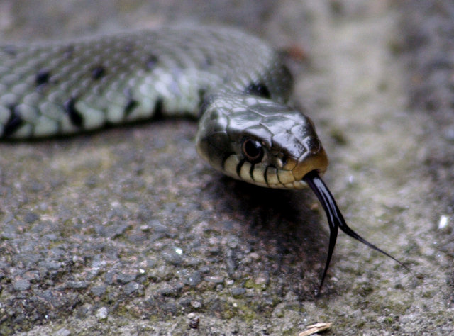 Unknown Snake