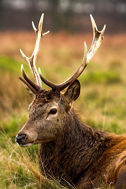 deer.jpg