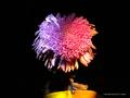 Two Tone Daisy