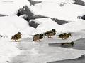 Follow Me, Waters Fine!
