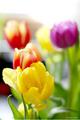 Tulips