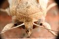 Moth