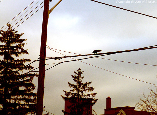 Tight Rope Walker