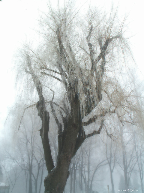 Foggy Willow