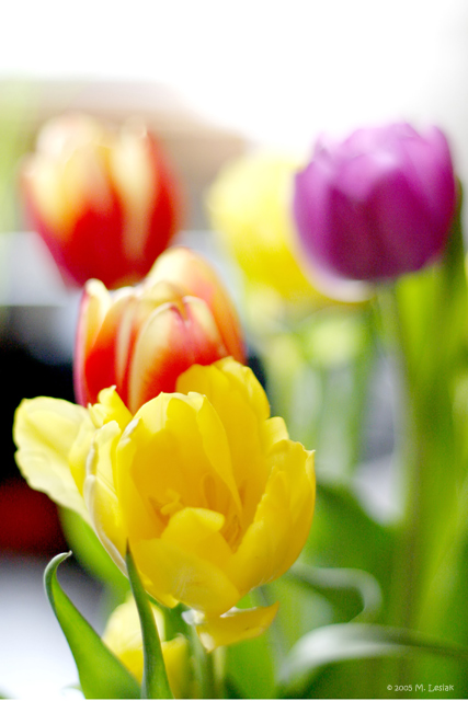 Tulips