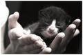 A Handful of Fluffy Cuteness