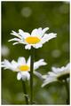 Daisy Days