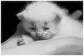 Just A Cotton Ball