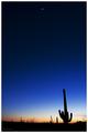 Saguaro Sunset