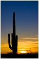 Saguaro and the Fire