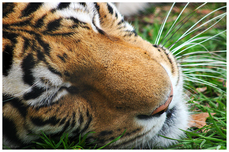 Bengal Majesty
