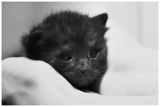 A Kitten's Love