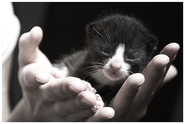 A Handful of Fluffy Cuteness