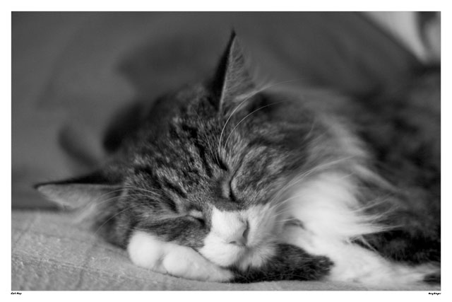 Cat Nap