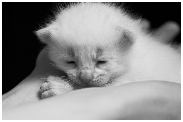 Just A Cotton Ball