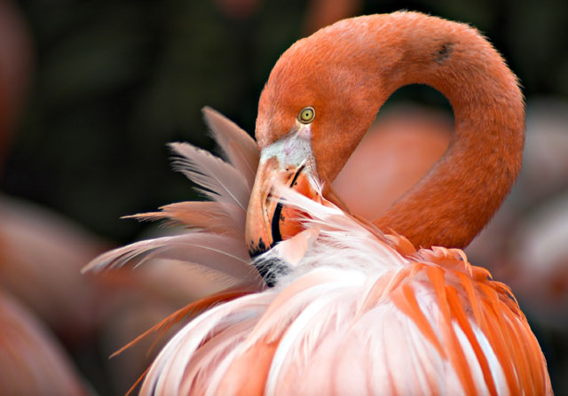 Ruffled