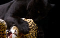 Spots