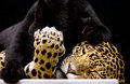Spots