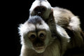 Mother and Child
