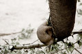 The Elephant