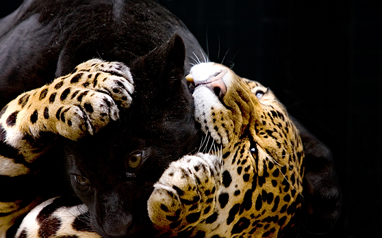 Spots