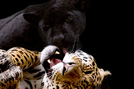 Spots