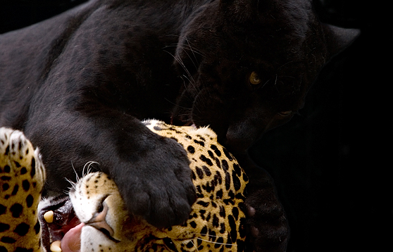 Spots