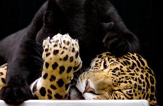 Spots