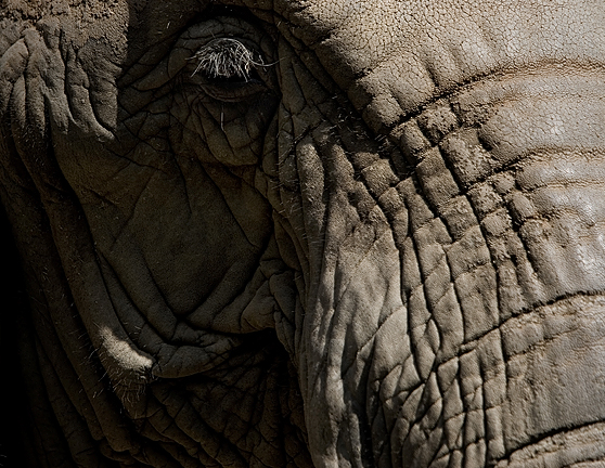The Elephant