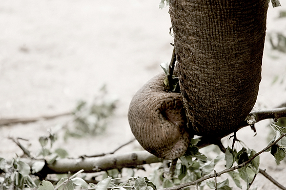 The Elephant