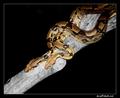 mingling pythons