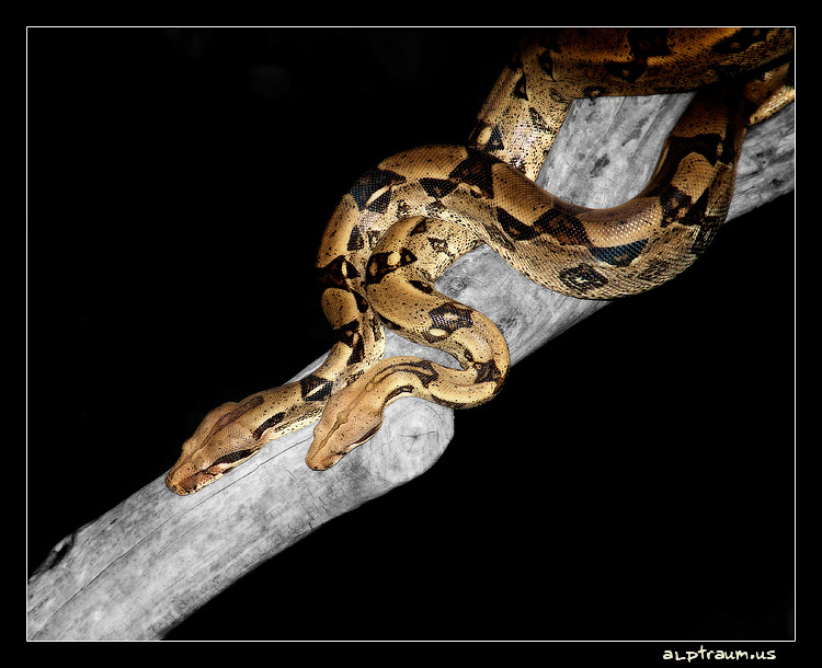 mingling pythons