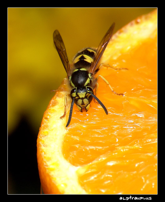 orange temptation